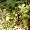 Geranium pyrenaicum